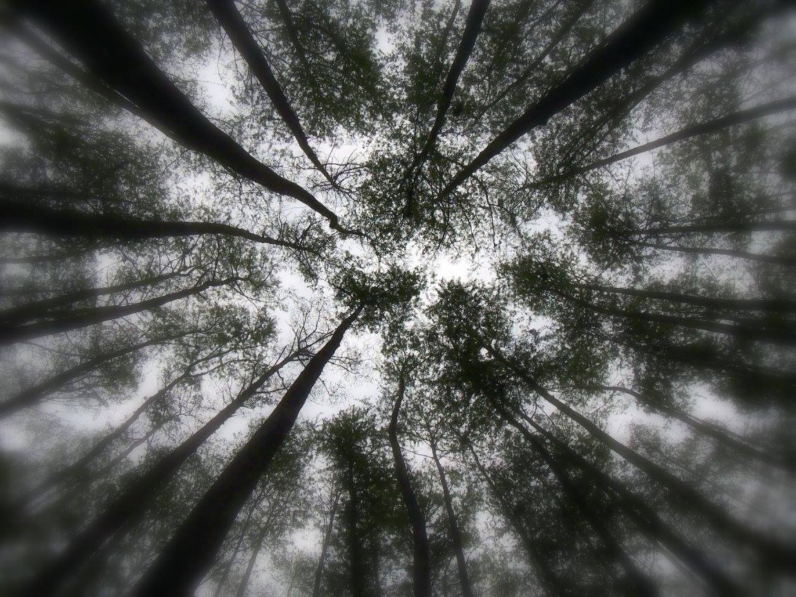 Highlands Hammock Canopy